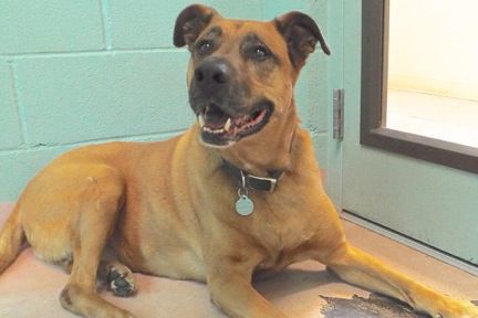 Adopt a friend: Palin